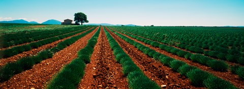 Framed Harvested lavender field, Plateau De Valensole, Alpes-De-Haute-Provence, Provence-Alpes-Cote d&#39;Azur, France Print
