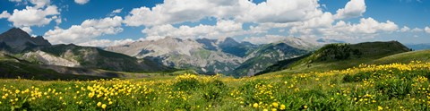 Framed Wildflowers in a field, Champs Pass, French Riviera, France Print