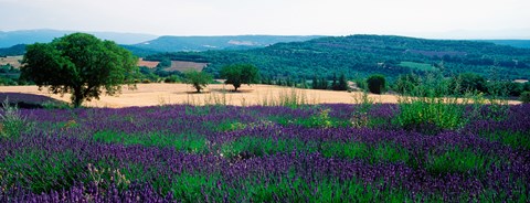 Framed Lavender growing in a  field, Provence-Alpes-Cote d&#39;Azur, France Print