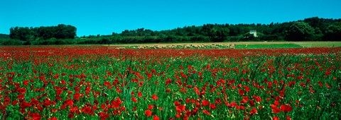 Framed Poppies and sheep in a field, Provence-Alpes-Cote d&#39;Azur, France Print