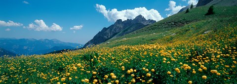 Framed Field of buttercup flowers, French Riviera, France Print