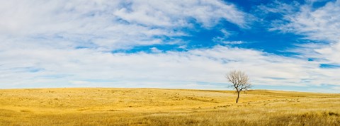 Framed Lone Hackberry tree in autumn plains, South Dakota Print