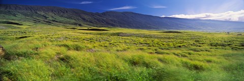 Framed Grassland, Kula, Maui, Hawaii, USA Print