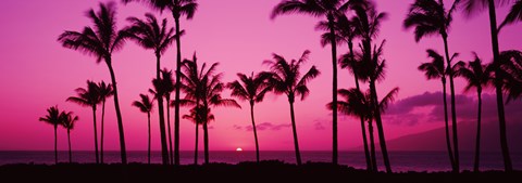 Framed Silhouette of palm trees at dusk, Hawaii, USA Print