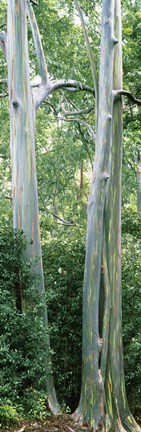 Framed Trees in a forest, Hawaii, USA Print