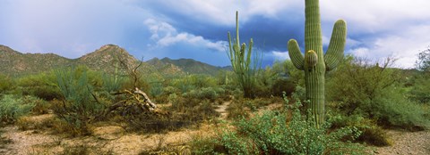 Framed Saguaro cactus (Carnegiea gigantea) in a desert, Saguaro National Park, Arizona Print