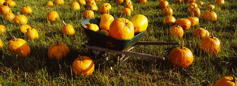 Framed Wheelbarrow in Pumpkin Patch, Half Moon Bay, California, USA Print