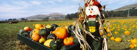 Framed Scarecrow in Pumpkin Patch, Half Moon Bay, California (horizontal) Print