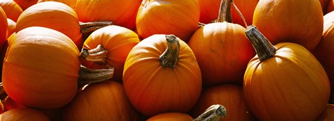 Framed Pumpkins, Half Moon Bay, California, USA Print