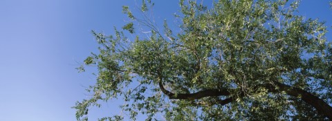 Framed Low angle view of a tree branch against blue sky, San Rafael Valley, Arizona, USA Print