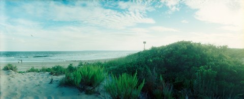 Framed Plants on the beach, Fort Tilden Beach, Fort Tilden, Queens, New York City, New York State, USA Print
