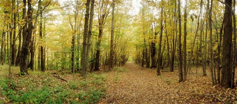 Framed Trail through the forest of the Catskills in Kaaterskill Falls, New York State Print