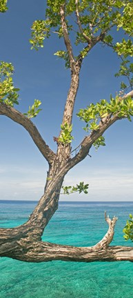 Framed Tree overhanging sea at Xtabi Hotel, Negril, Westmoreland, Jamaica Print
