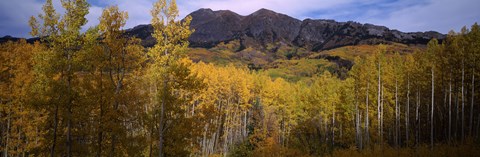 Framed Trees in autumn, Colorado Print