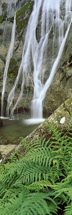 Framed Ferns and the Aber Falls, Abergwyngregyn, Gwynedd, Wales Print