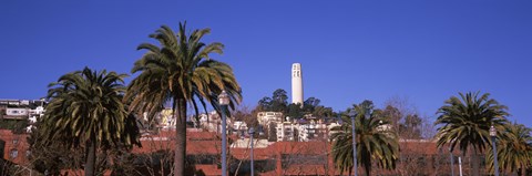 Framed Palm trees with Coit Tower in background, San Francisco, California, USA Print