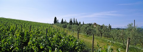Framed Vineyard, Tuscany, Italy Print