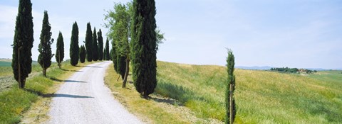 Framed Cypress trees along farm road, Tuscany, Italy Print