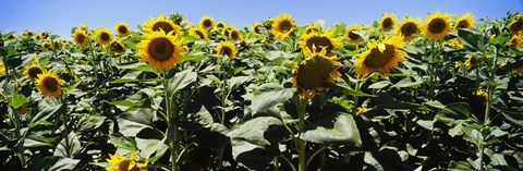 Framed Sunflower field, California, USA Print