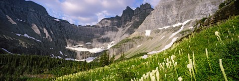 Framed Beargrass with mountains in the background, Montana Print