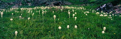 Framed Beargrass (Xerophyllum tenax) on a landscape, US Glacier National Park, Montana Print