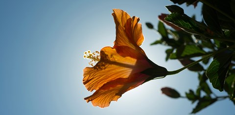 Framed Close-up of a Hibiscus flower in bloom, Oakland, California, USA Print