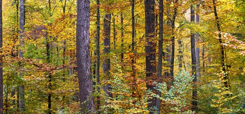 Framed Trees in autumn, Baden-Wurttemberg, Germany Print