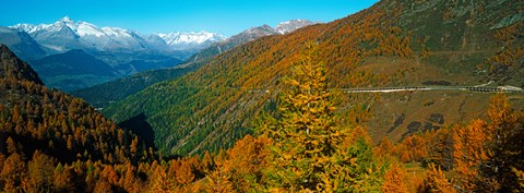 Framed Trees with road in autumn at Simplon Pass, Valais Canton, Switzerland Print