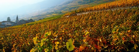 Framed Vineyards and village in autumn, Valais Canton, Switzerland Print
