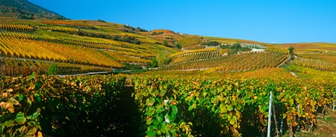 Framed Vineyards in Valais Canton, Switzerland Print