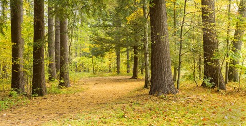 Framed Forest in autumn, New York State, USA Print