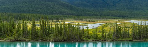 Framed Trees on a hill, Bow Valley Parkway, Banff National Park, Alberta, Canada Print