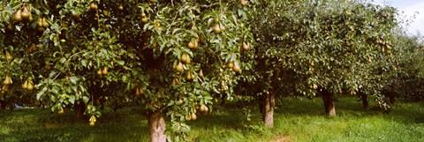 Framed Pear trees in an orchard, Hood River, Oregon Print