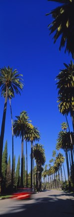 Framed Palm trees along a road, Beverly Hills, Los Angeles County, California, USA Print