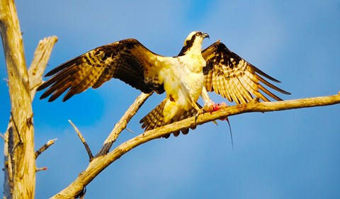 Framed Osprey (Pandion haliaetus) with spread wings perching on a branch Print