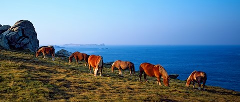 Framed Celtic horses grazing at a coast, Finistere, Brittany, France Print