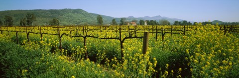 Framed Wild mustard in a vineyard, Napa Valley, California Print
