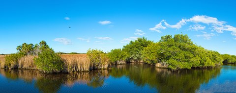 Framed Reflection of trees in a lake, Big Cypress Swamp National Preserve, Florida, USA Print