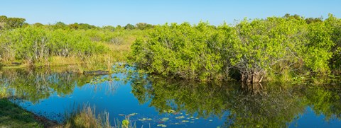 Framed Reflection of trees in a lake, Everglades National Park, Florida Print