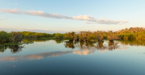 Framed Anhinga Trail, Everglades National Park, Florida Print