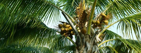 Framed Coconuts on a palm tree, Varadero, Matanzas Province, Cuba Print