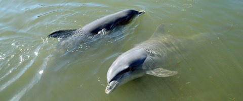 Framed Dolphins in the sea, Varadero, Matanzas Province, Cuba Print