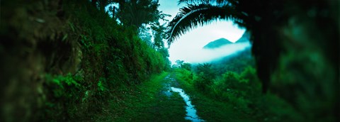 Framed Trail through a rainforest, Cayo District, Belize Print