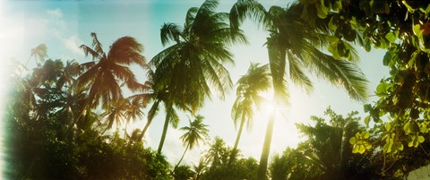 Framed Sunlight shining through the palm trees, Morro De Sao Paulo, Tinhare, Cairu, Bahia, Brazil Print