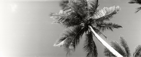 Framed Low angle view of palm trees, Morro De Sao Paulo, Tinhare, Cairu, Bahia, Brazil Print