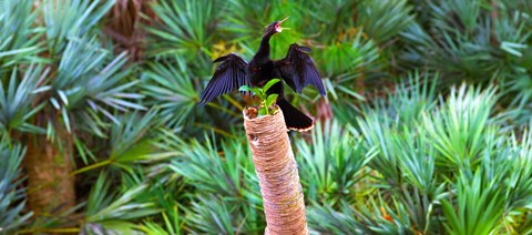 Framed Anhinga (Anhinga anhinga) on a tree, Boynton Beach, Florida Print