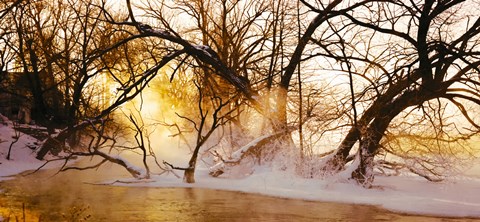 Framed Trees in a forest, Saint-Jean-sur-Richelieu, Quebec, Canada Print