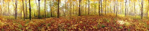 Framed Trees in a forest, Saint-Bruno, Quebec, Canada Print