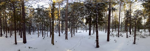 Framed Forest in winter, Quebec, Canada Print