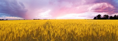 Framed Wheat crop in a field, Saint-Blaise-sur-Richelieu, Quebec, Canada Print